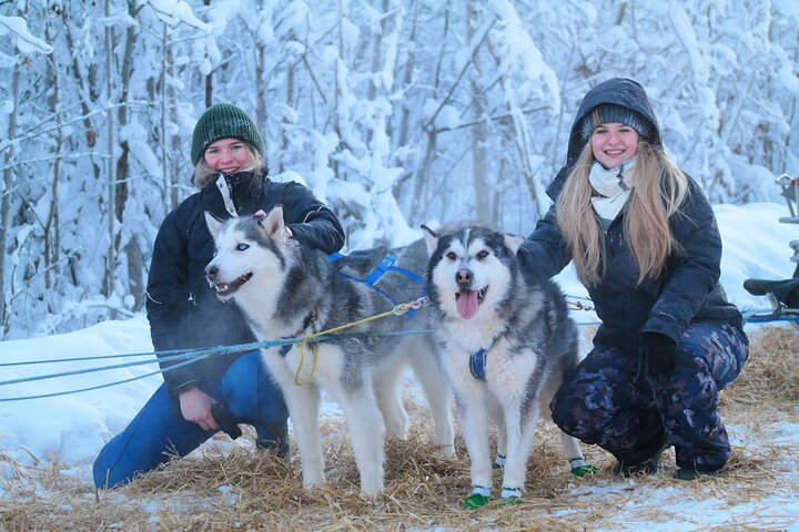 Free Pickup/Drop off: Alaskan Husky Dog Sledding with Free Photo  - Photo 1 of 25